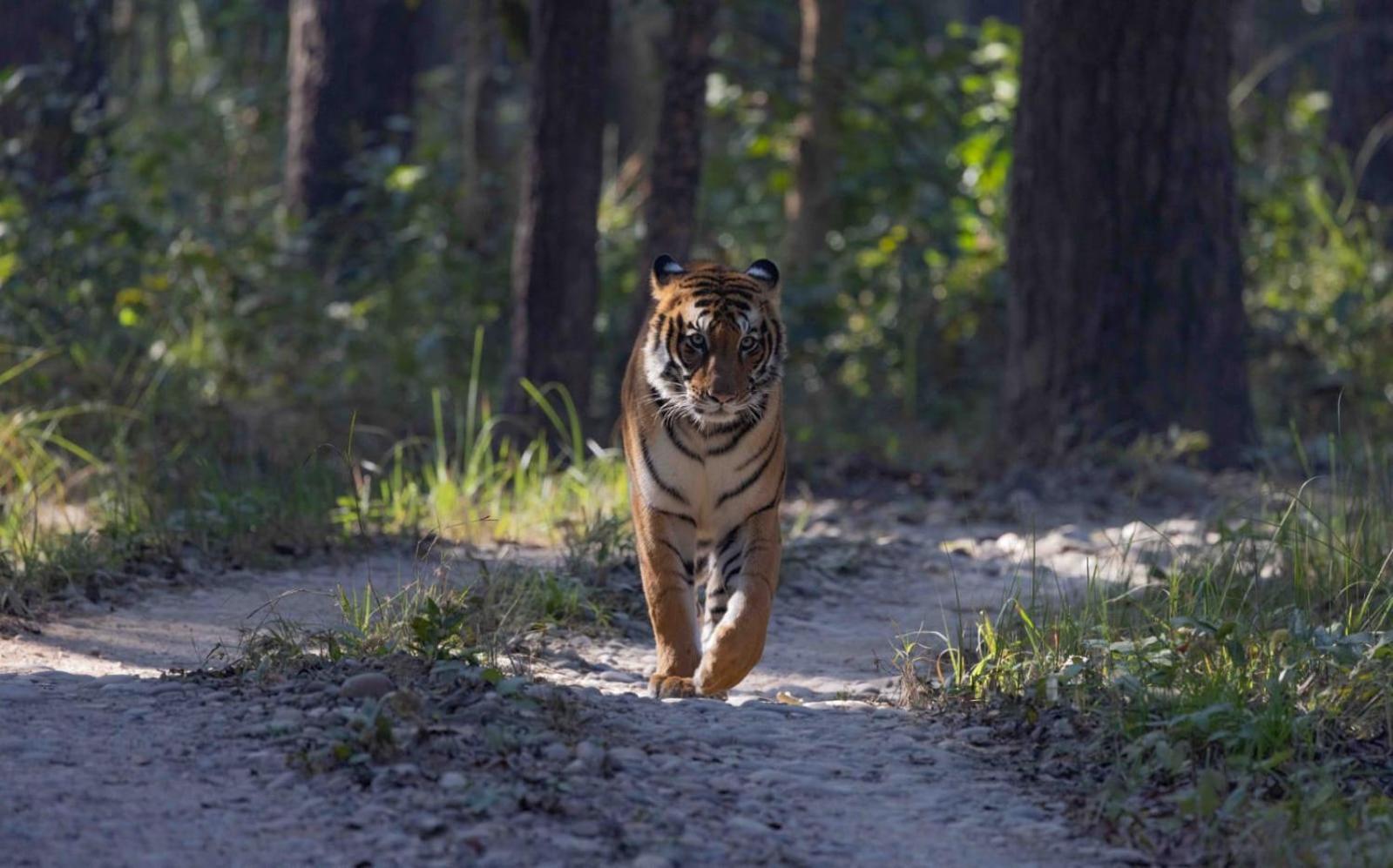 Hotel Family House - Bardia National Park Bardiya Exterior foto